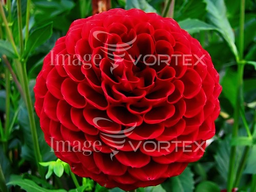 Flower royalty free stock image #597432289