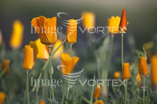 Background / texture royalty free stock image #597523494