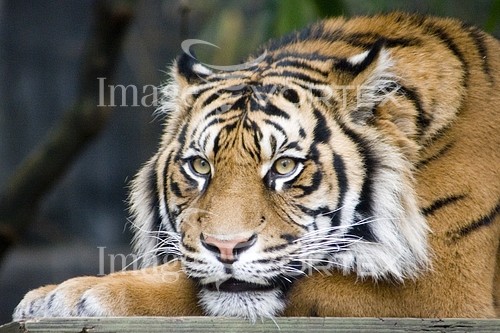 Animal / wildlife royalty free stock image #598331638
