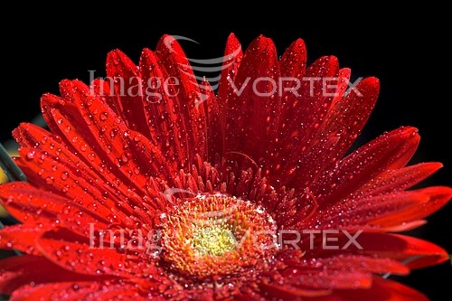 Flower royalty free stock image #599035158