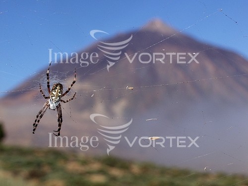 Insect / spider royalty free stock image #599011624