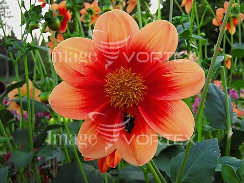 Flower royalty free stock image #600842840