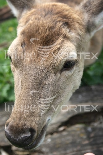 Animal / wildlife royalty free stock image #600153845