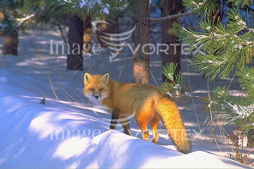 Animal / wildlife royalty free stock image #604634231