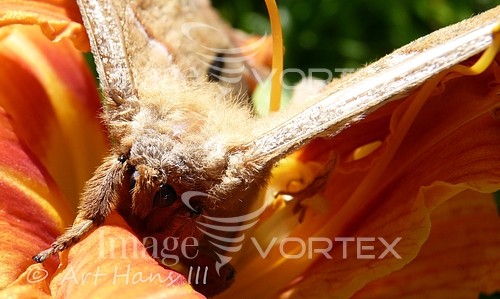 Insect / spider royalty free stock image #607081971