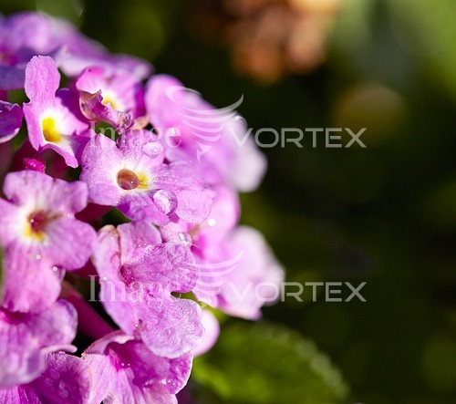 Flower royalty free stock image #609725461