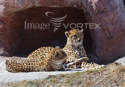 Animal / wildlife royalty free stock image #617893919
