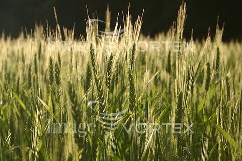 Industry / agriculture royalty free stock image #621843818