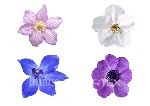 Flower royalty free stock image #628416143