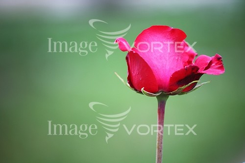 Flower royalty free stock image #629470335