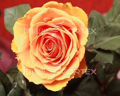 Flower royalty free stock image #630962196