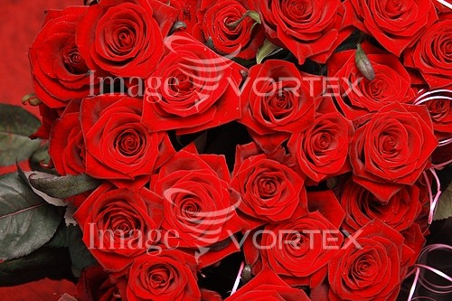 Flower royalty free stock image #630984145