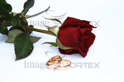 Flower royalty free stock image #630891398