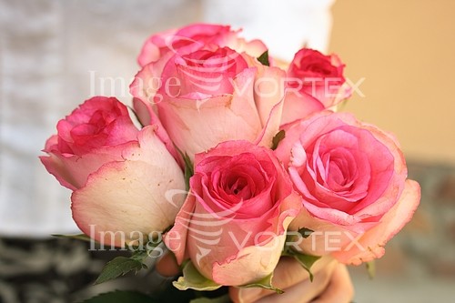 Flower royalty free stock image #631668843