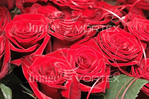 Flower royalty free stock image #631237533