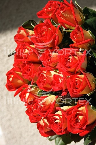 Flower royalty free stock image #631806030