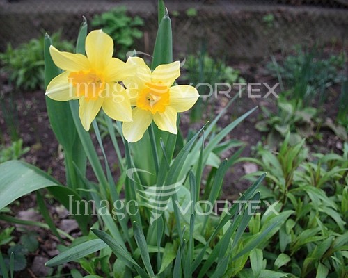 Flower royalty free stock image #632571079