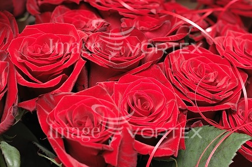 Flower royalty free stock image #632181198