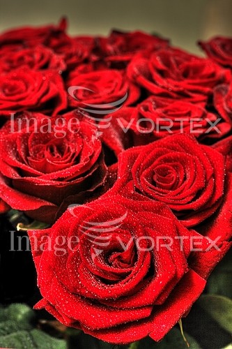 Flower royalty free stock image #632204967