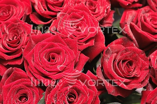 Flower royalty free stock image #632219425