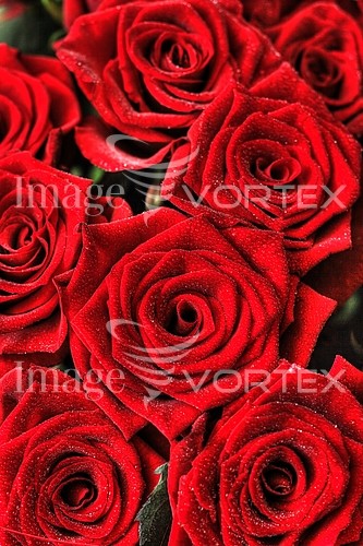 Flower royalty free stock image #632220664