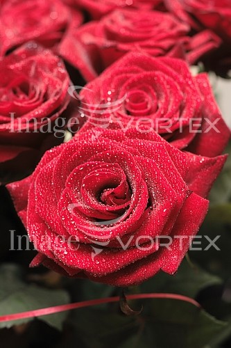 Flower royalty free stock image #632238370