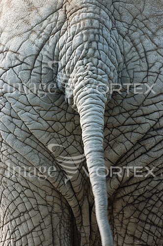 Animal / wildlife royalty free stock image #633802555