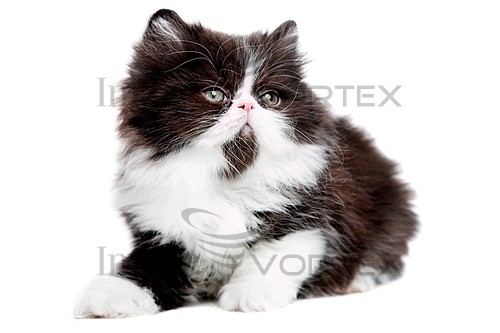 Pet / cat / dog royalty free stock image #635626554