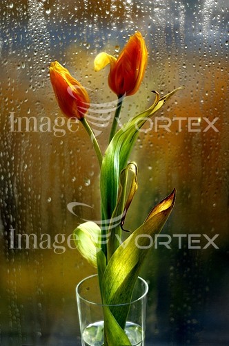 Flower royalty free stock image #636248431