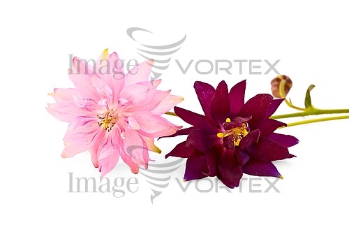 Flower royalty free stock image #637927806