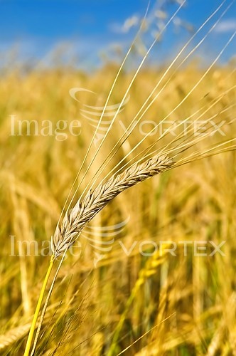 Industry / agriculture royalty free stock image #638398211