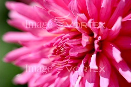 Flower royalty free stock image #638617180