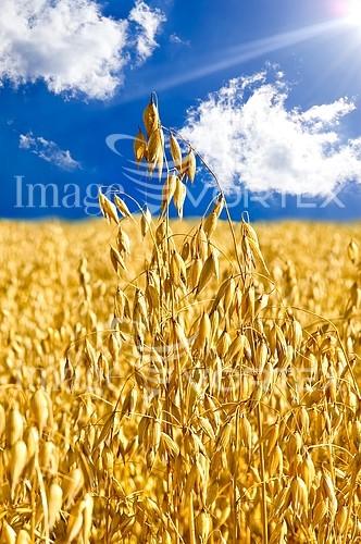 Industry / agriculture royalty free stock image #638470374