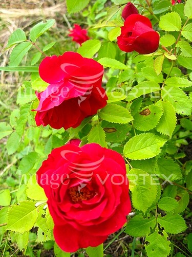 Flower royalty free stock image #639311751