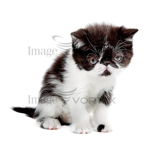 Pet / cat / dog royalty free stock image #640268993