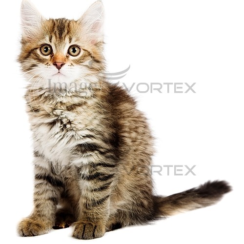 Pet / cat / dog royalty free stock image #640056340
