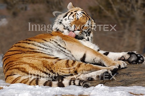 Animal / wildlife royalty free stock image #640174077