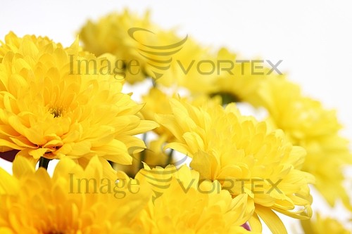 Flower royalty free stock image #642512509
