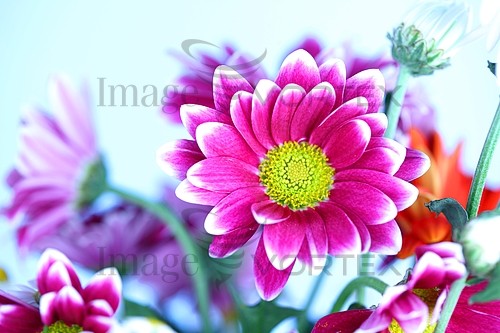 Flower royalty free stock image #642509414