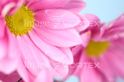 Flower royalty free stock image #642527791