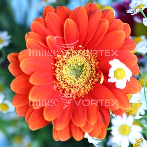 Flower royalty free stock image #643313401