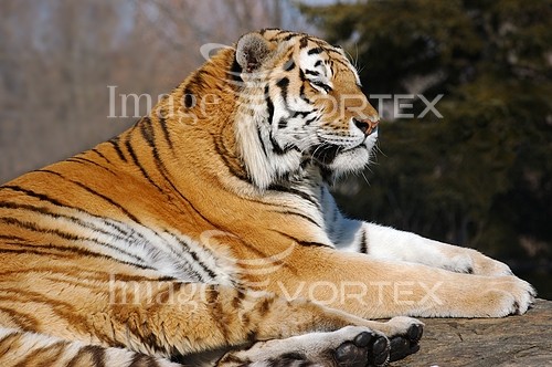 Animal / wildlife royalty free stock image #645921187