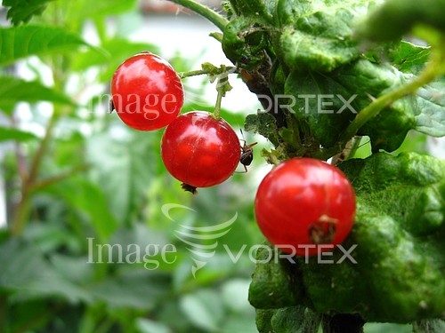 Industry / agriculture royalty free stock image #646503109
