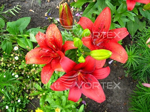 Flower royalty free stock image #646448949