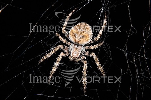 Insect / spider royalty free stock image #647976326