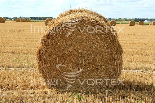 Industry / agriculture royalty free stock image #650488837