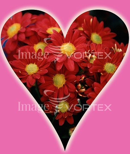 Flower royalty free stock image #652632338