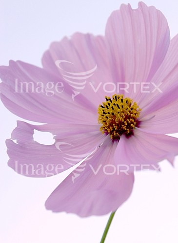 Flower royalty free stock image #658819896
