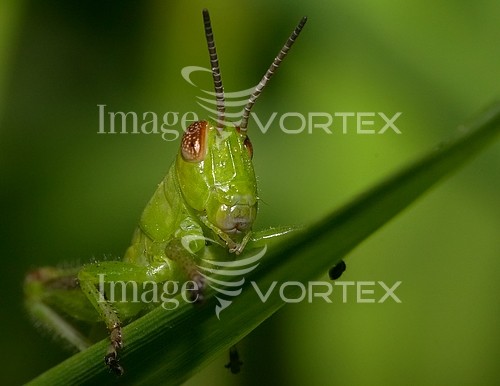 Insect / spider royalty free stock image #659826459