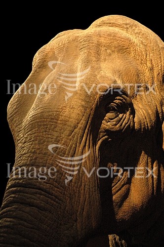 Animal / wildlife royalty free stock image #661725150